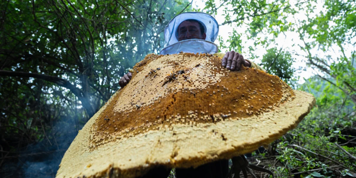 Honey Hunting